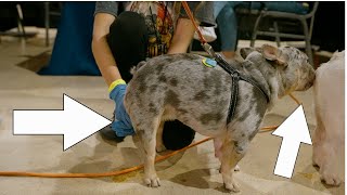 French Bulldog Needs Breeding Assistance (Education)