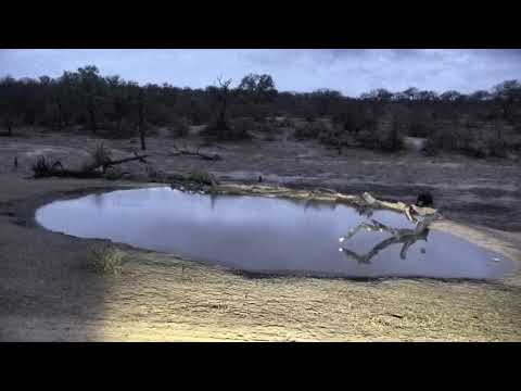 Djuma: Hippo leaving pan after nice long visit over night - 11/07/18