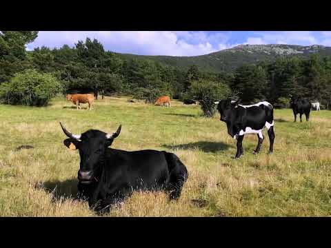 Senda de Aldealengua y sus chozos (Parque Natural Sierra Norte de Guadarrama - Segovia)