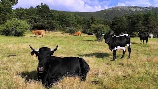 Senda de Aldealengua y sus chozos (Parque Natural Sierra Norte de Guadarrama - Segovia)