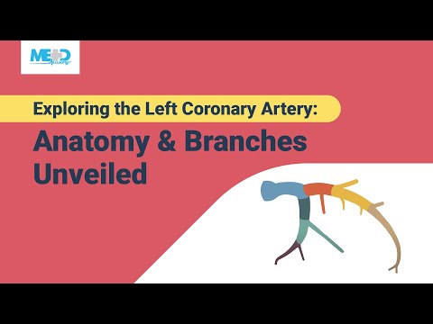 Exploring the Left Coronary Artery: Anatomy & Branches Unveiled