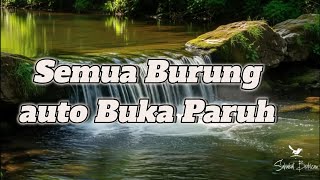 Download lagu Suara air sungai untuk terapi burung stress - Relaksasi Burung - Terapi burung macet- AMPUH ❗ mp3