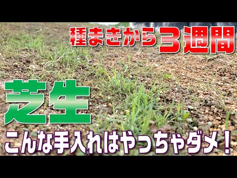 種から芝生を蒔く時期と方法は?適切な期間とその手順! 庭園