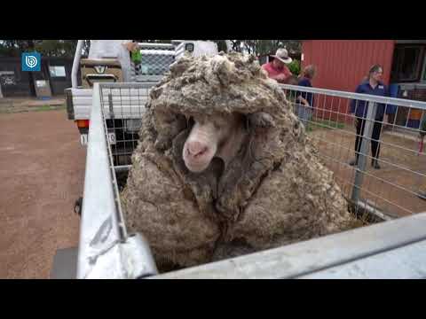 , title : 'Oveja salvaje fue despojada de 35 kilos de lana'