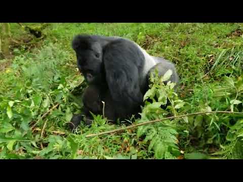 Huge Gorilla Mating With Tiny Monkey 2b