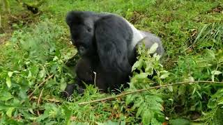 Huge Gorilla mating with tiny Monkey - 2b💕🐒