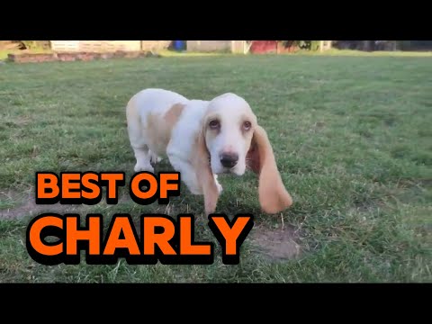 Best Of Charly - The Basset Hound