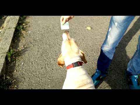 Ja Dori dam kintu, pa ona jede sta oce....