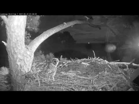 Juvenile Barred Owl Investigates Savannah Osprey Nest, Interacts With Fledgling – June 23, 2021