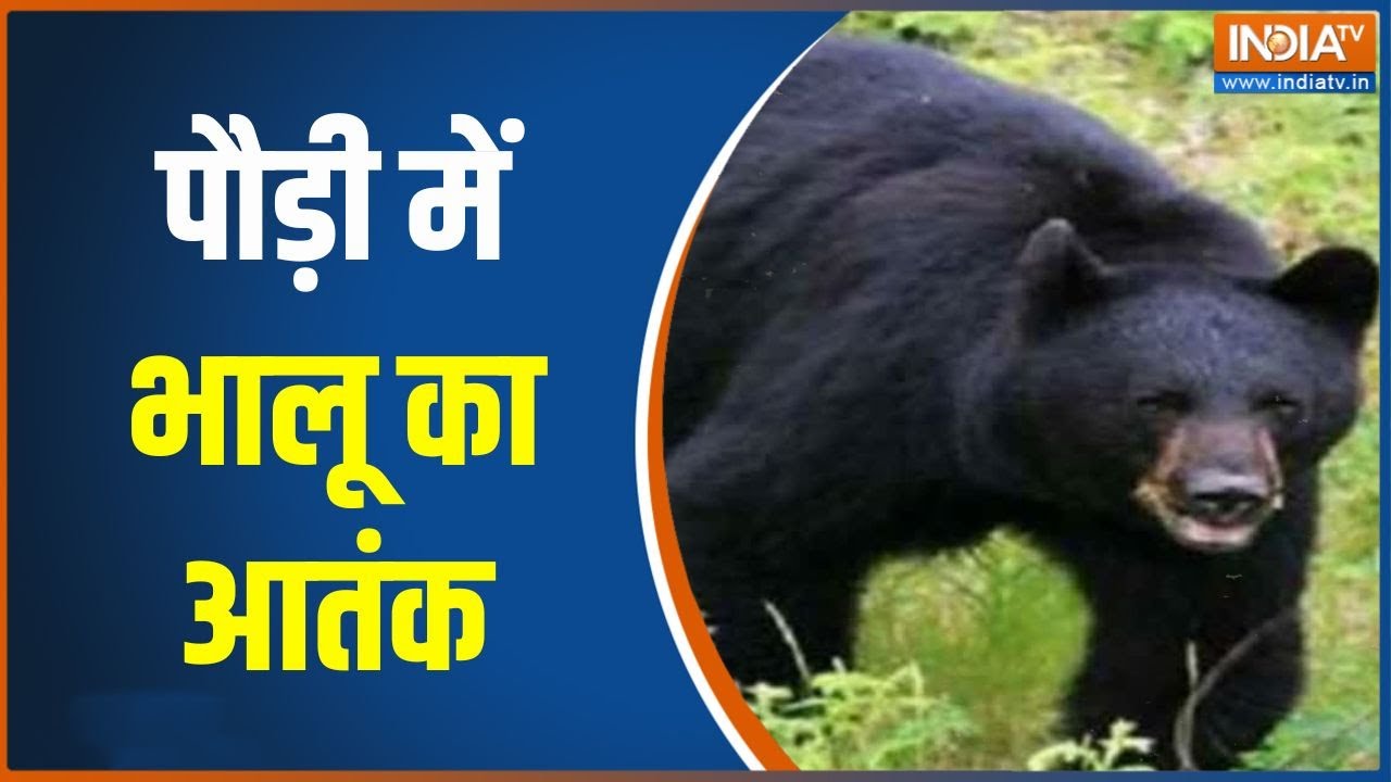 Bear attacks in Uttarakhand : पौड़ी में भालू का आतंक,डर के मारे घरों में ?