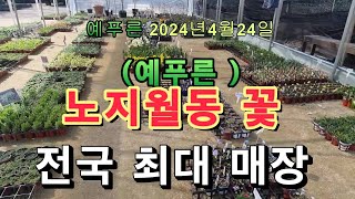 24년3 24 노지월동야생화 최대매장 예푸른