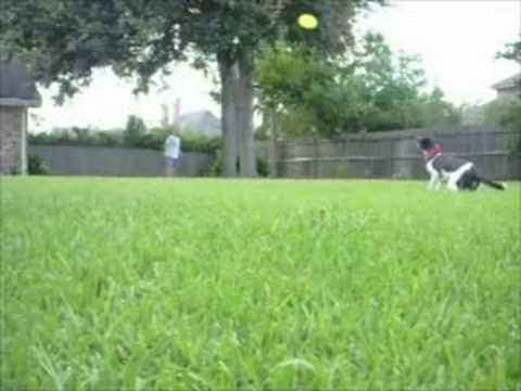 Jozy Dogobie "It's Love" Highlights