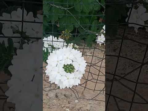 #hashtags @Mastan_food