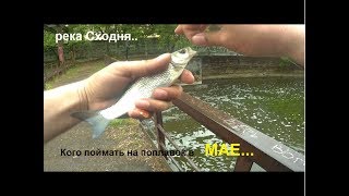 Р. сходня рыбалка