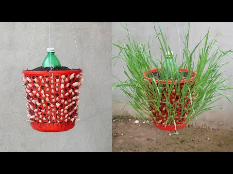 Let s grow bitter melon for your family this way it s very fruity and easy to make