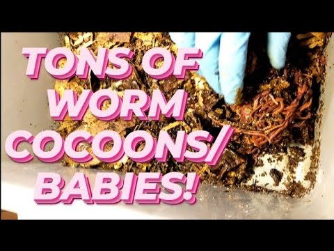 Worm cocoons/babies - Should I have fed them more food? - vermicomposting