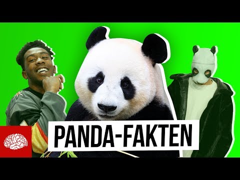 Fakten über die bedrohte Tierart Panda