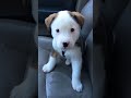 Funny Little Puppy Gets Angry At His Own Hiccups
