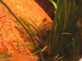 Peckoltia sp. (L387) Peckoltia sp. (L387)