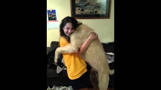 Puppy Cuddles Jess Wolfhound x bullmastif
