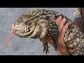 Reptil TV Folge 81 Teju Basics