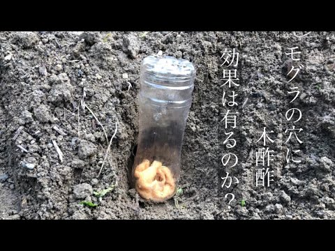 コーヒーの出がらしはモグラを怖がらせるのでしょうか？最も効果的な祖母のレシピ  庭園