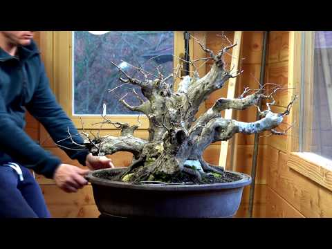 SandevBonsai - A new one / Carpinus