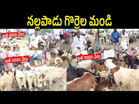 గుంటూరు గొర్రెల సంత | Nallapadu Sheep & Goat Market in Guntur | Best Sheep Market In Andhra Pradesh