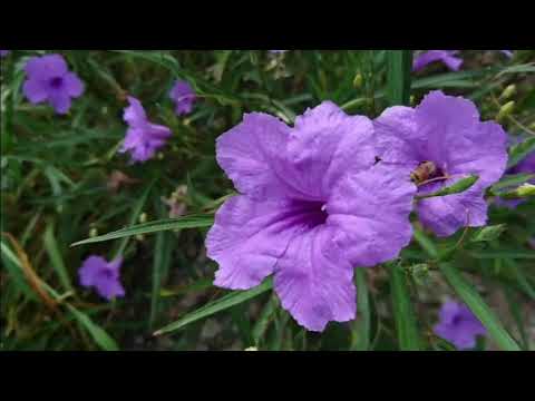 小さなヤナギ 植物
