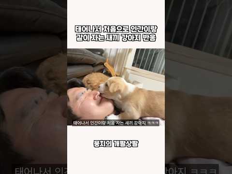 태어나서 처음으로 인간이랑 같이 자는 새끼 강아지 반응 ㅋㅋㅋ