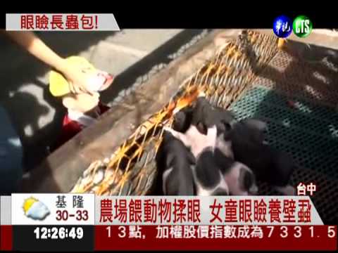 農場餵雞羊 6歲童眼瞼養壁蝨