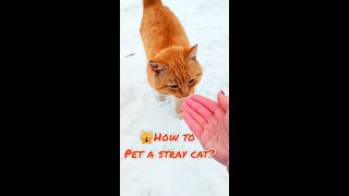 🙀How To Pet A Stray Cat?