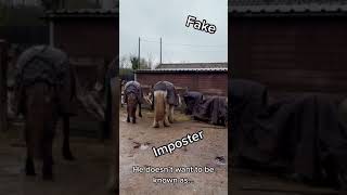 People Dressed As Fake Horse Try to Blend in With Horses At Barn - 1183414-2