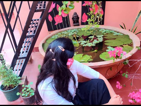 DIY Terrace/Balcony  Pond || How to Setup a Small Fish Pond with water Lillies on a Budget