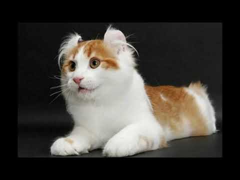 Asian semi-longhair cat