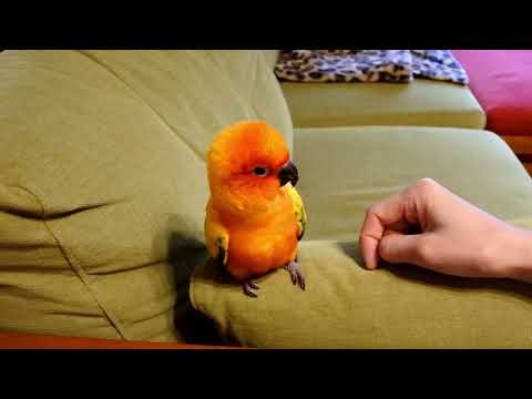 ピルラ・ルピコラ