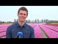 De tulpen bloeien, de zorgen groeien