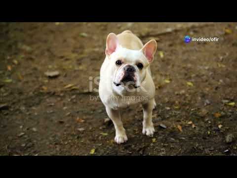 Funny dogs ,The Heartwarming Tale of a Puppy Finding