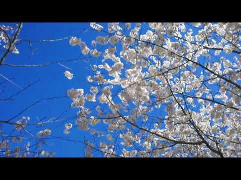 White Flowers Spread in Air in Spring All Around Royalty Free Footage