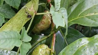 ĐAU NHỨC XƯƠNG KHỚP BIẾT TRÁI NÀY SỚM THÌ ĐỠ