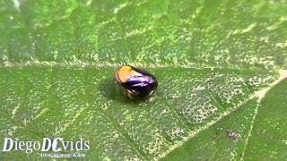 preview picture of video 'Leafhopper species (Cicadellidae) Florianópolis'