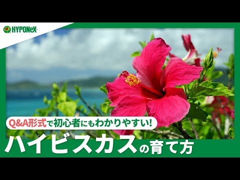 巨大なハイビスカス、多年草のハイビスカス 植物