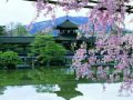 Легенда о цветущей сакуре 