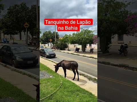 Tanquinho de Lapão na Bahia região de irecê