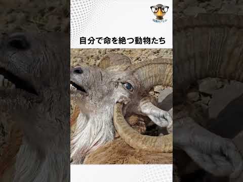 Animals that take their own lives