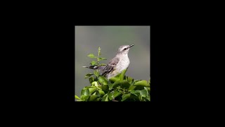 Cover art for Mocking bird<3