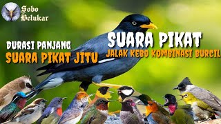 Download lagu Suara Pikat Jitu || Jalak Kebo Kombinasi Burcil mp3