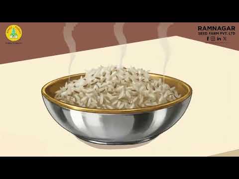 Improved Paddy – Sudeshna – Odiya
