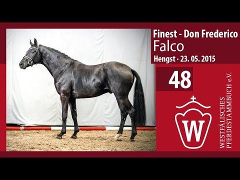 48 Falco Hengst v. Finest - Don Frederico