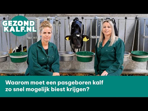 , title : 'Waarom moet een pasgeboren kalf zo snel mogelijk biest krijgen?'